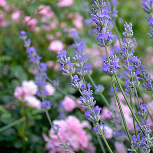 Velvet Lavender